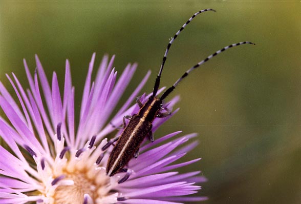 Galleria di....Cerambycidae